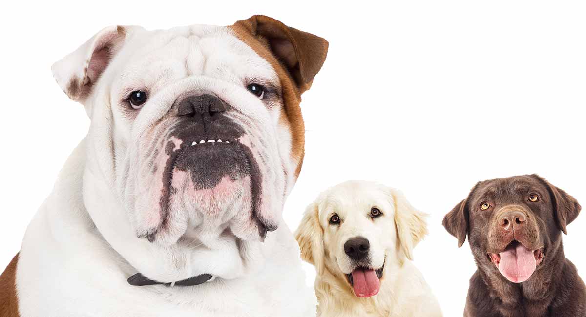 Adorable English Bulldog Mix Breeds