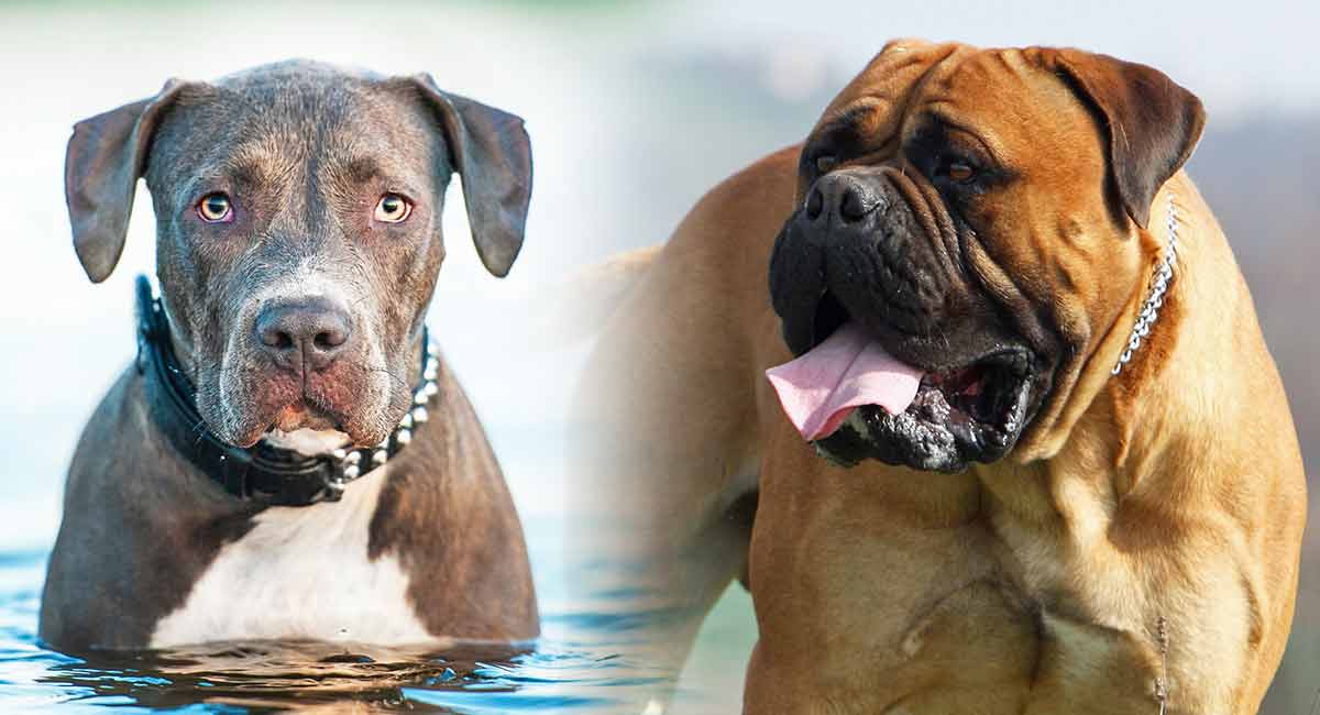 Bullmastiff Pitbull Mix - Great Guard 