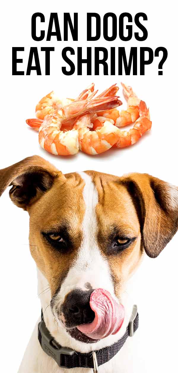 prawns for dogs