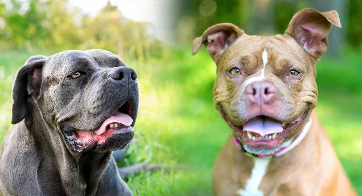 are cane corsos like pit bulls