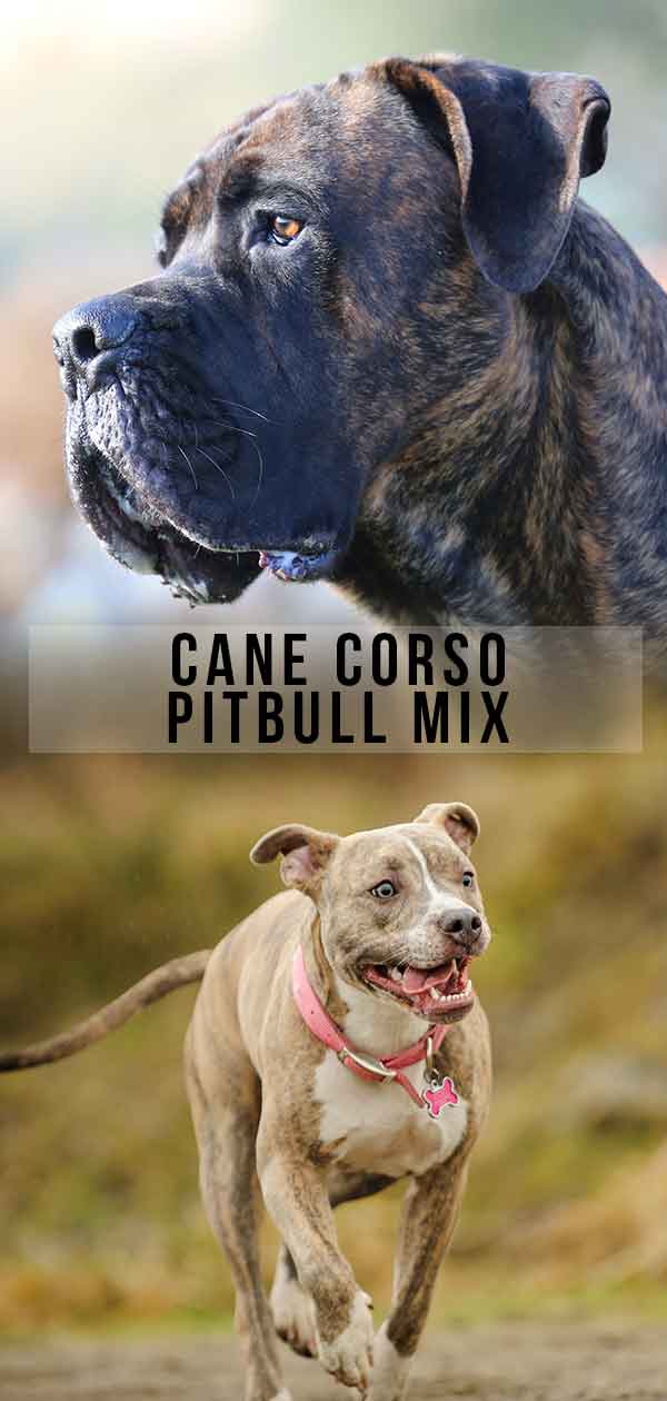 Cane Corso Red Nose Pitbull Mix