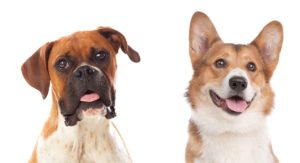 corgi boxer mix