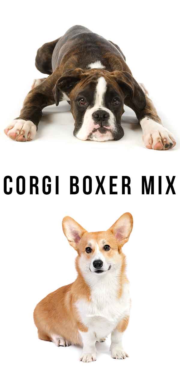 Corgi Boxer Mix - Loving Lapdog or Bouncy Best Friend?