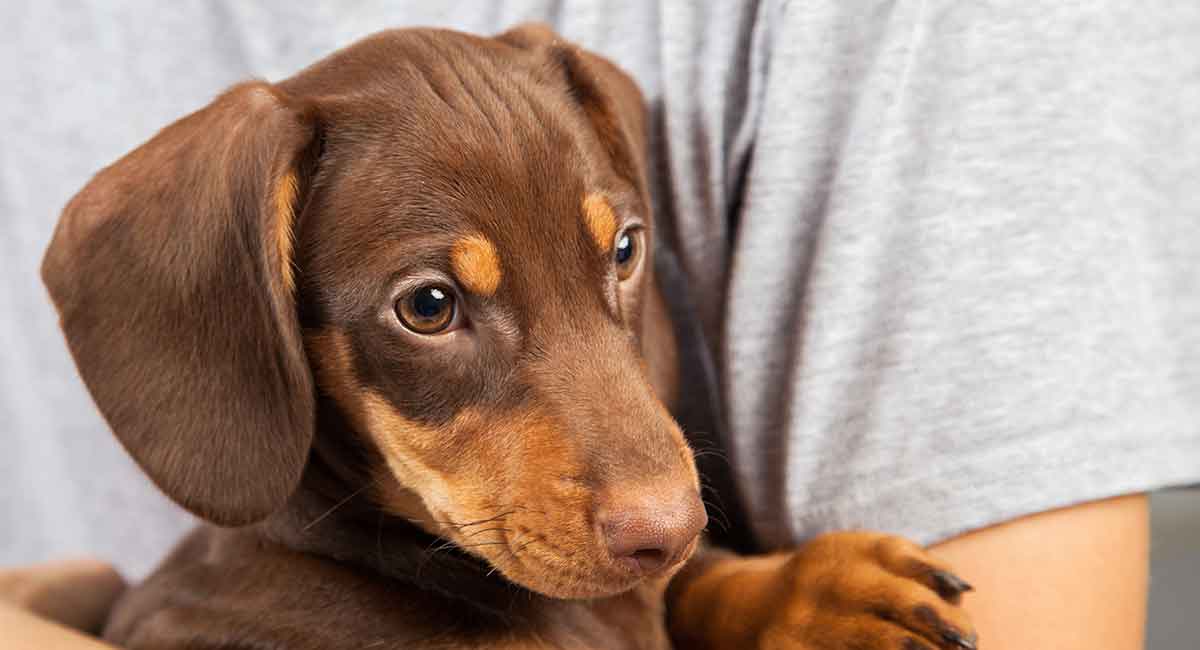 dachshund with white chest