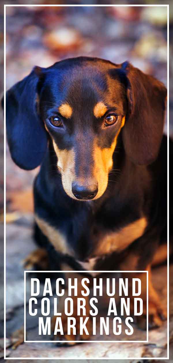 Dachshund Colors And Markings Explore The Range Of Patterns And