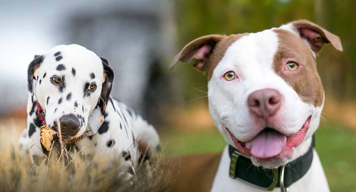 Dalmatian Pitbull Mix Is The Pitmatian The Right Dog For You