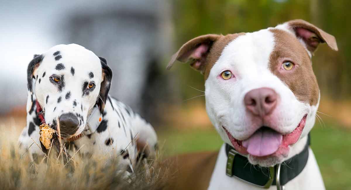 dalmatian cross staffy