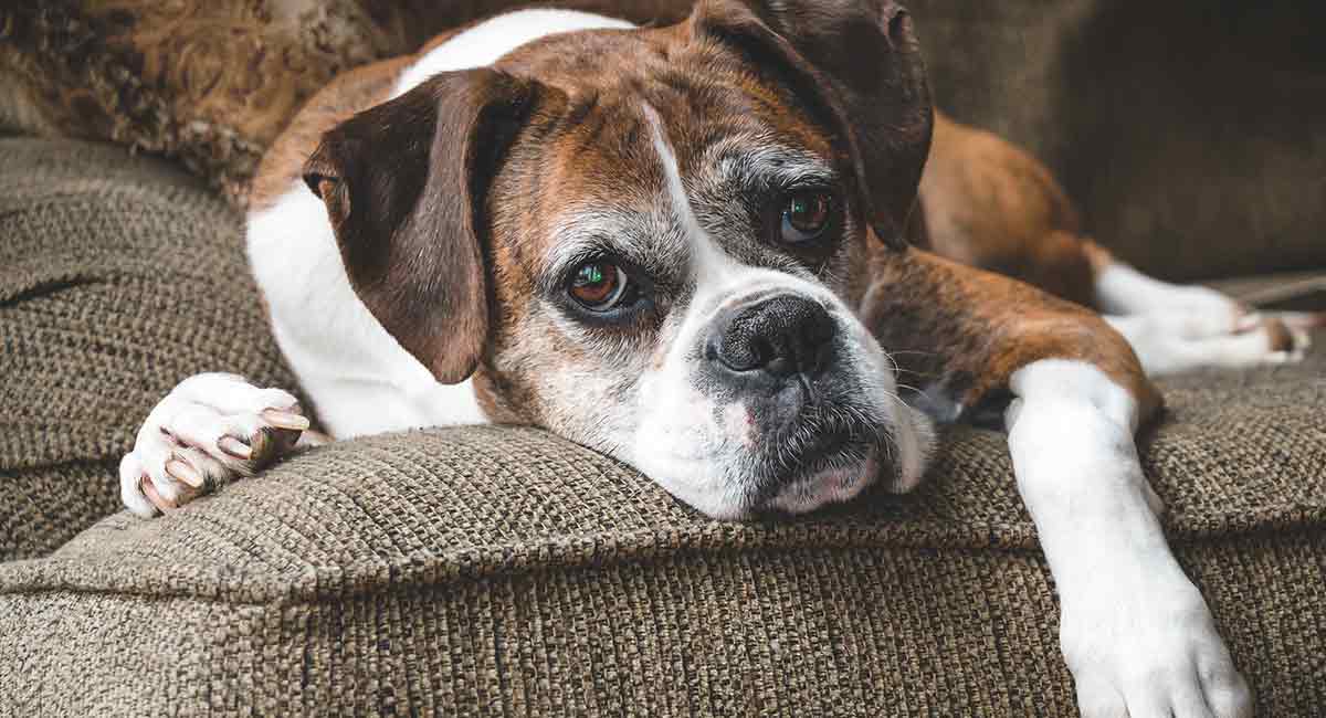 long hair boxer dog