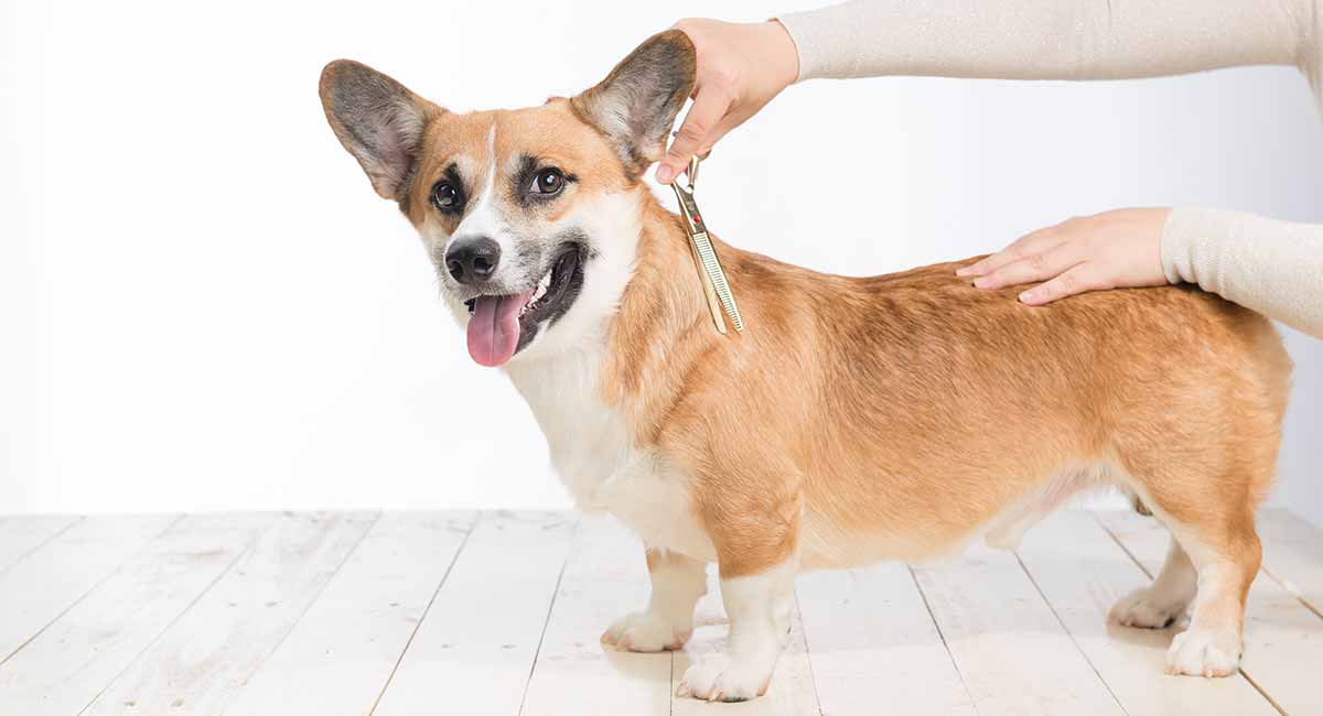 long haired corgi