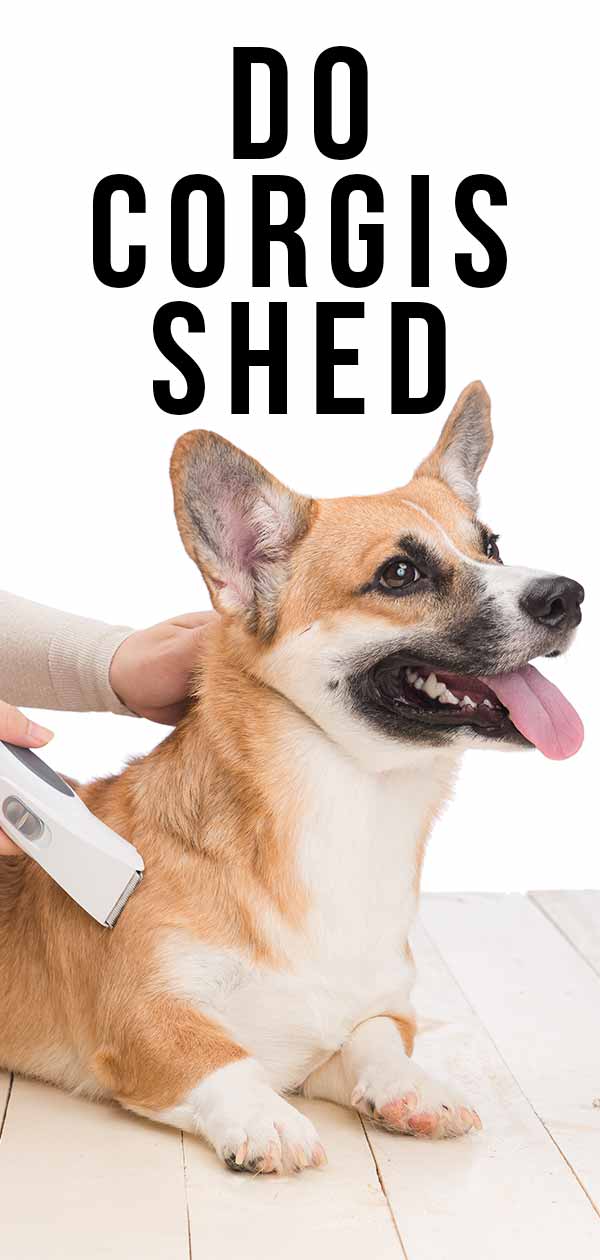 do corgis ever stop shedding