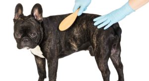 Do French Bulldogs shed