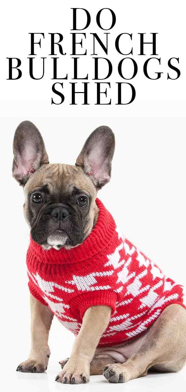 Do French Bulldogs Shed? Will Your New Pup Make A Mess?