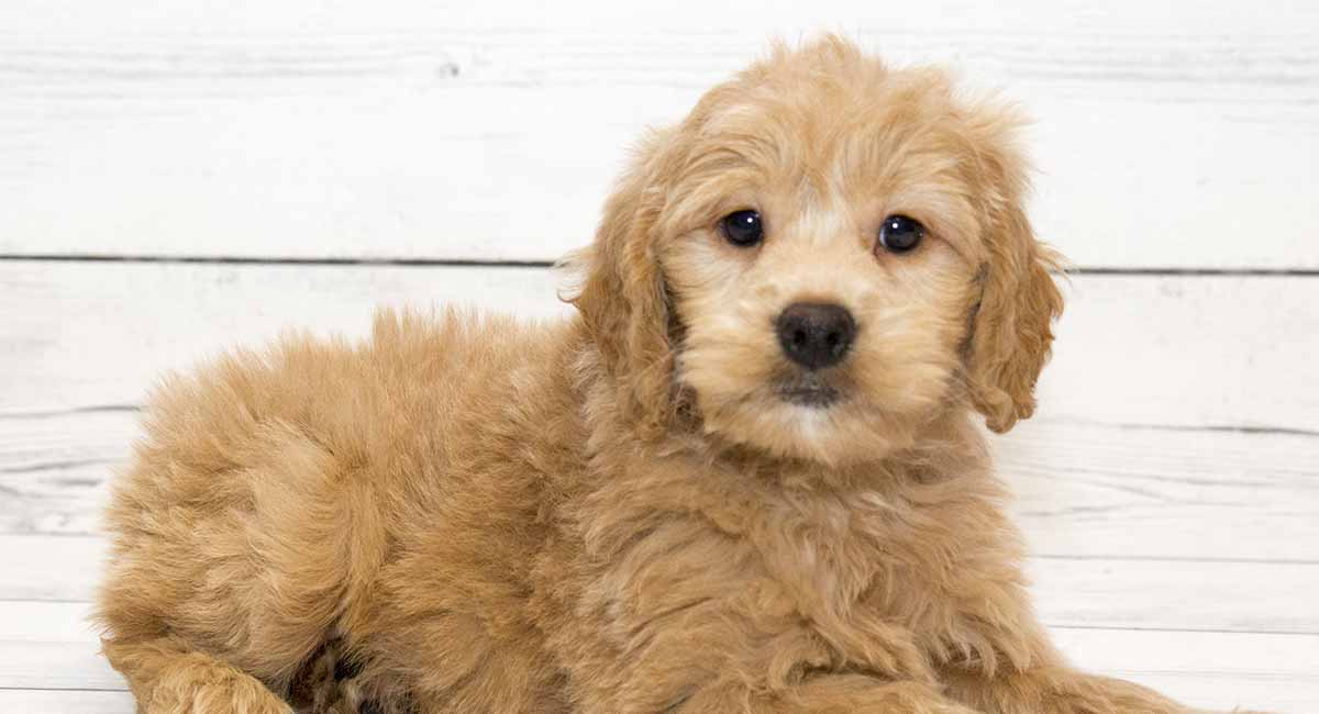 goldendoodle with wavy coat