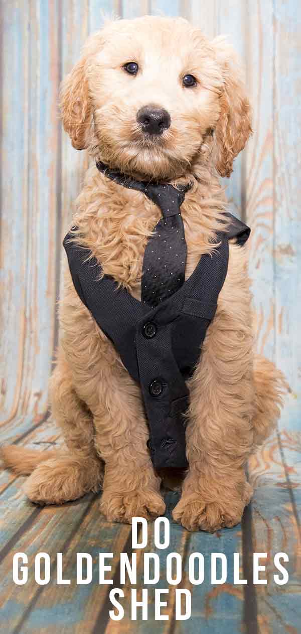 do goldendoodles shed puppy coat