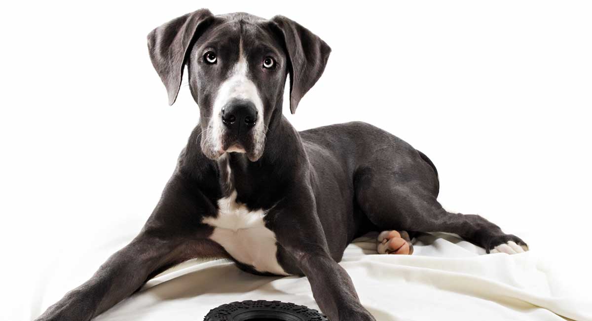 how long do great danes stay puppies