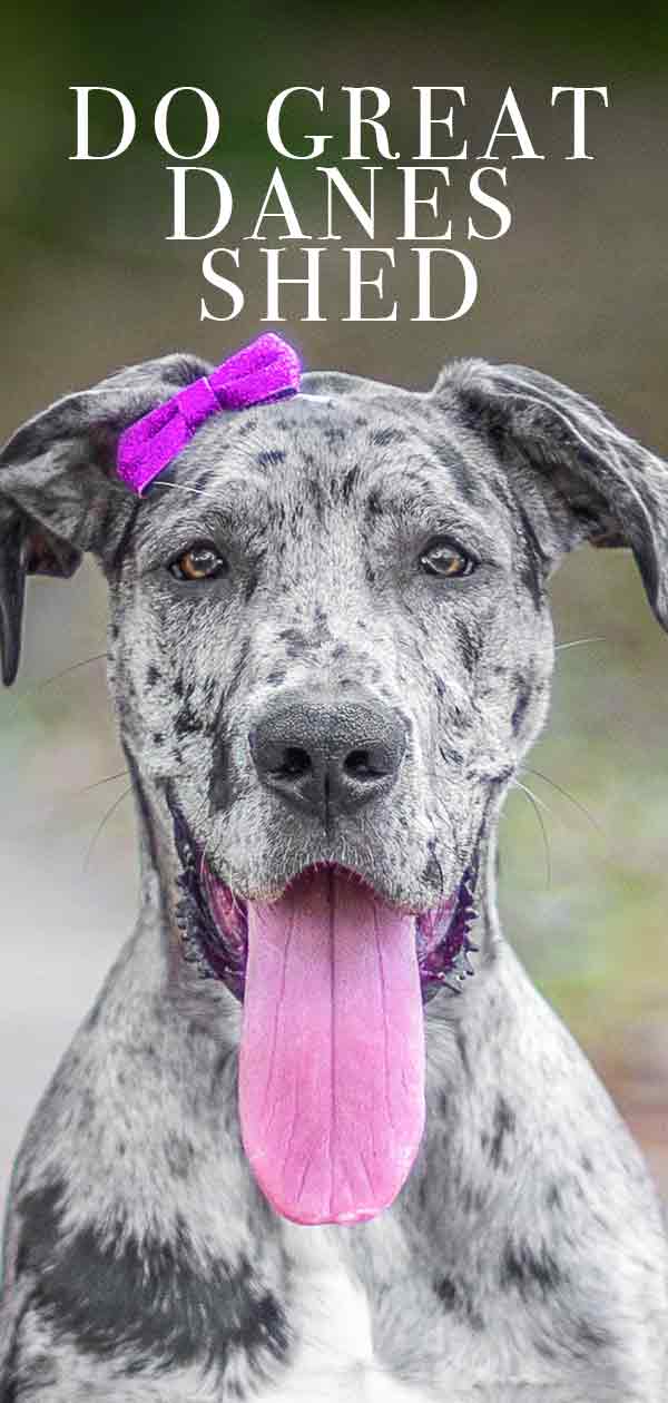 do great danes shed