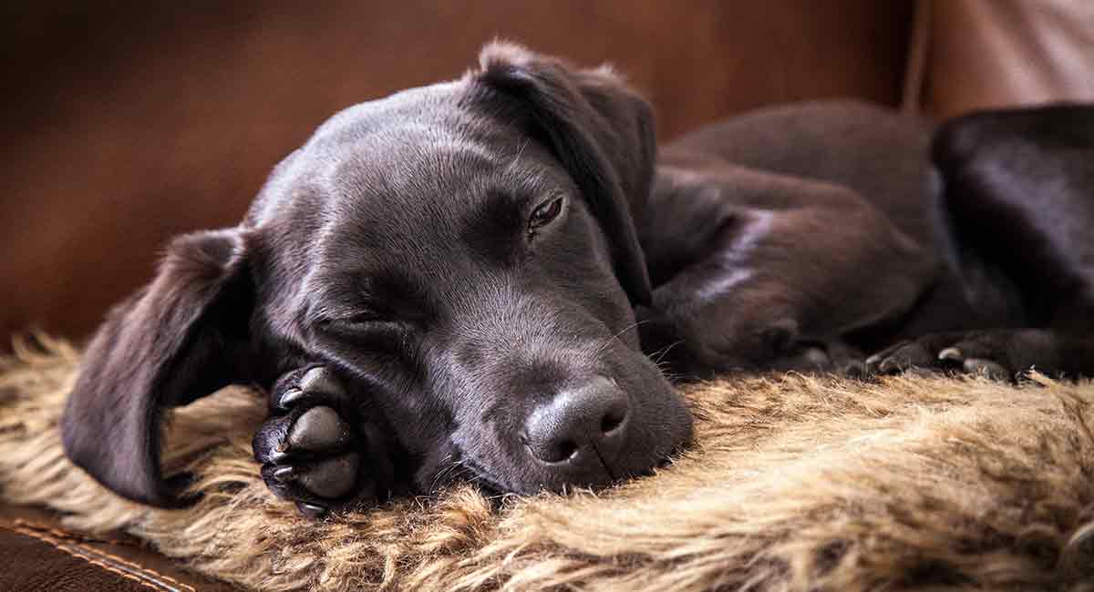 chocolate labrador shedding