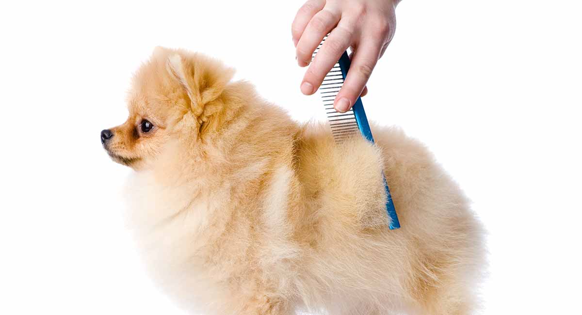 best dog brush for pomeranian