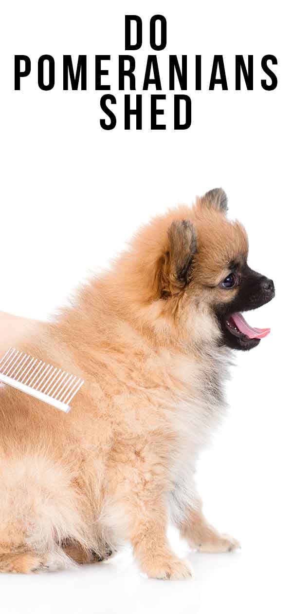 do pomeranians shed? what to expect from your pom puppy's coat