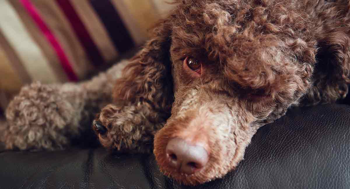 poodle shedding