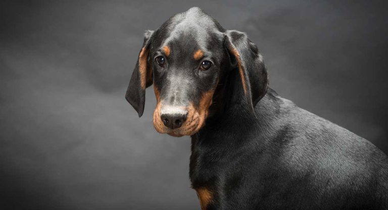 Doberman Pinscher Temperament - Is This Dog Right For Your Family?