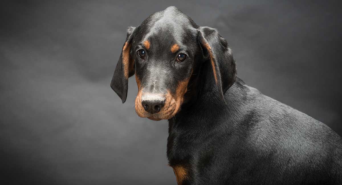 aggressive doberman puppy