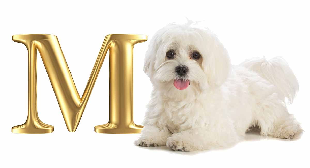 dog-breeds-that-start-with-m