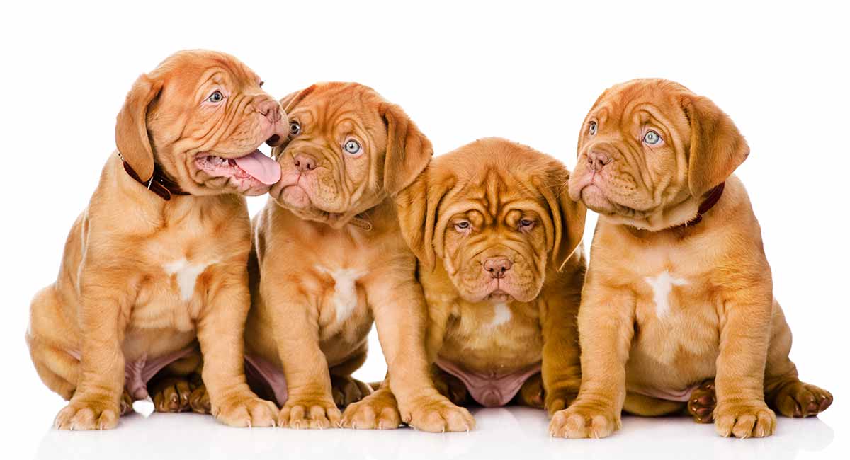 bốn chú chó còn Dogue De Bordeaux màu vàng đắt nhất thế giới