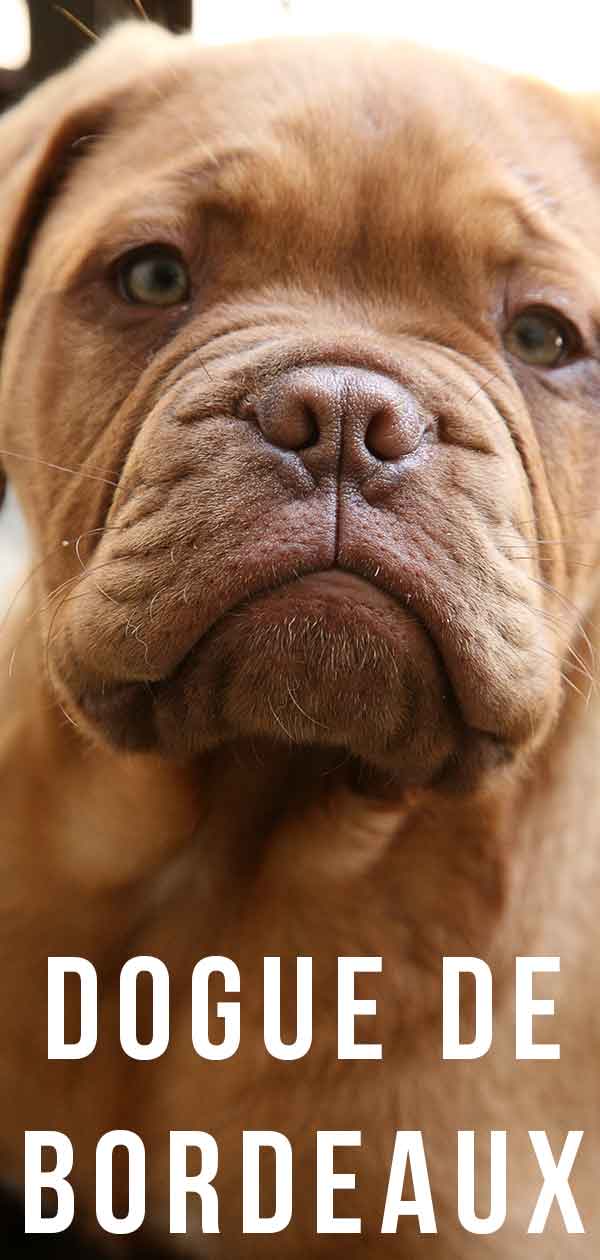 dogue de bordeaux