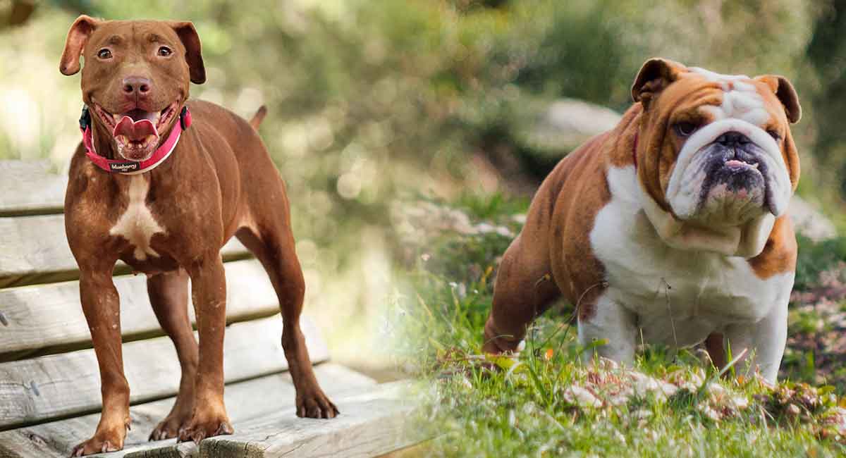 English Bulldog Pitbull Mix Could This Be A Happy