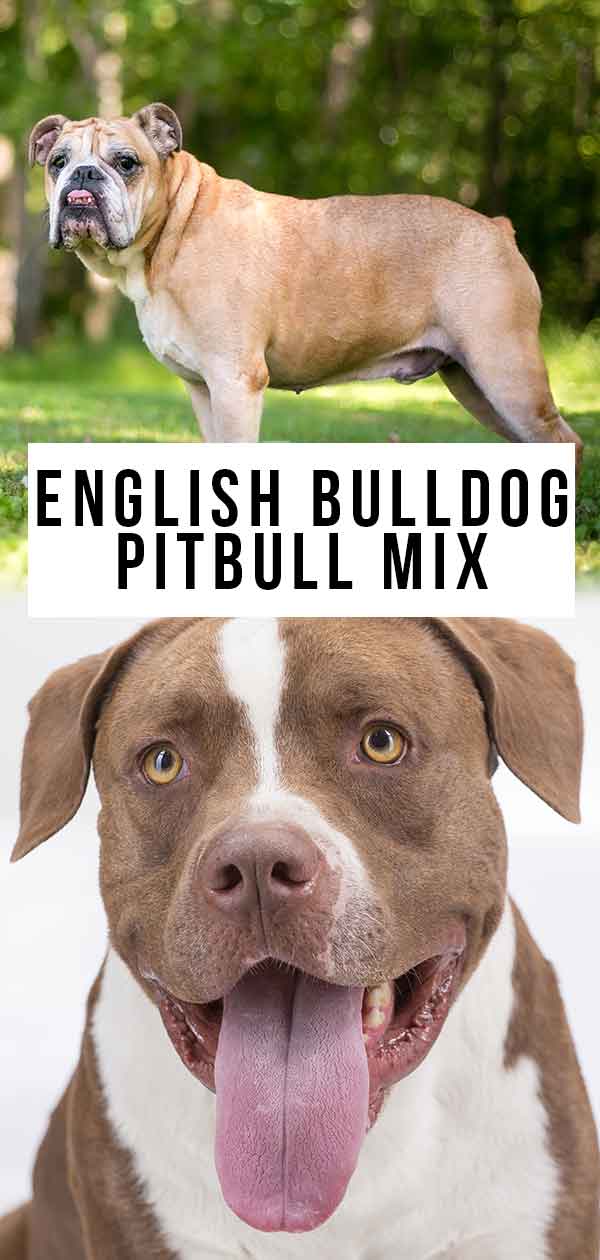 English Bulldog Pitbull Mix - Could This Be A Happy, Healthy Pet?