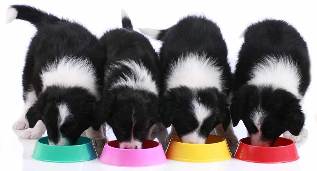 black and white border collie colors