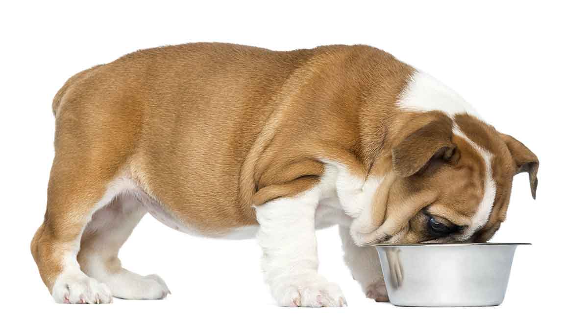 English Bulldog Food Chart