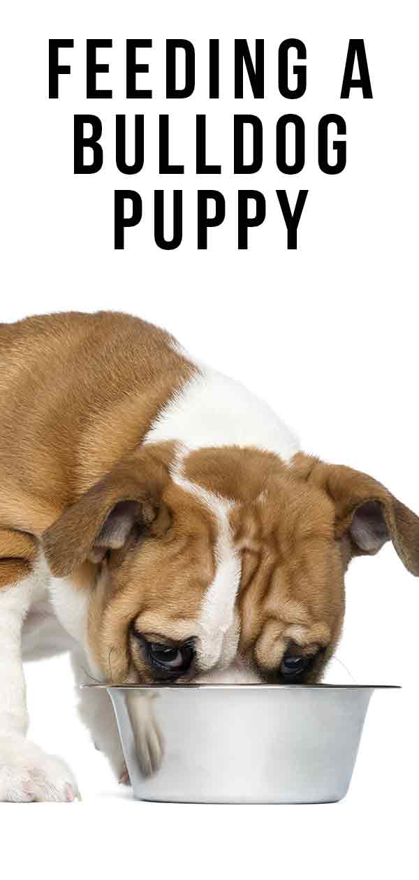 how much should you feed an english bulldog puppy