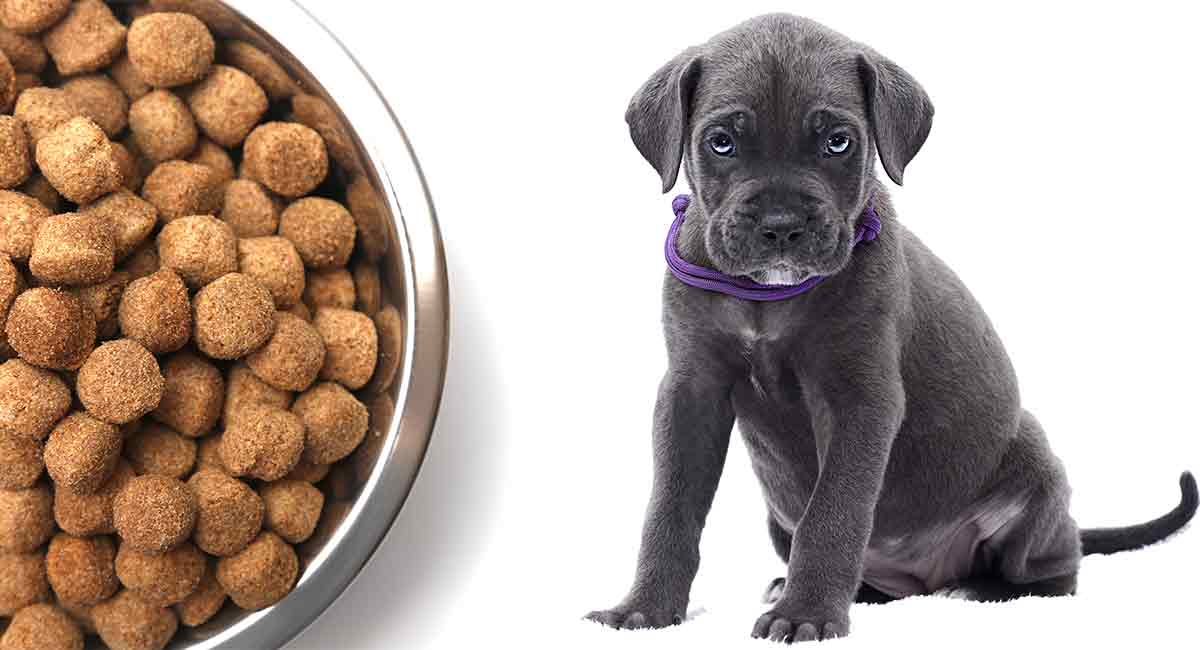 45+ Best Cane Corso Puppy Food