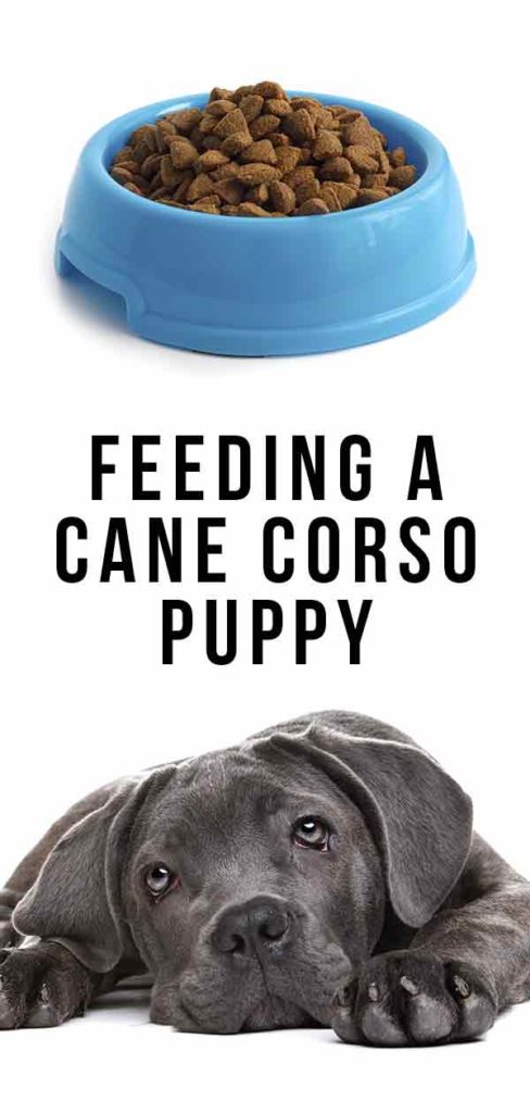 feeding-a-cane-corso-puppy-how-to-look-after-your-new-best-friend