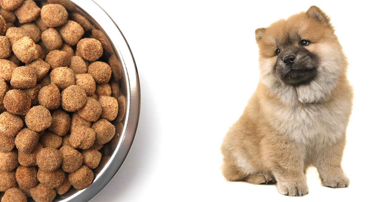 Feeding A Chow Chow Puppy 