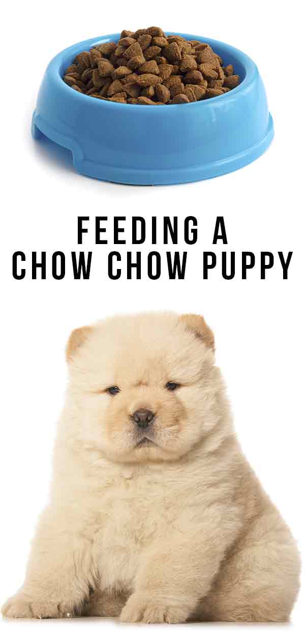 Feeding A Chow Chow Puppy What Should You Be Giving Your Pup