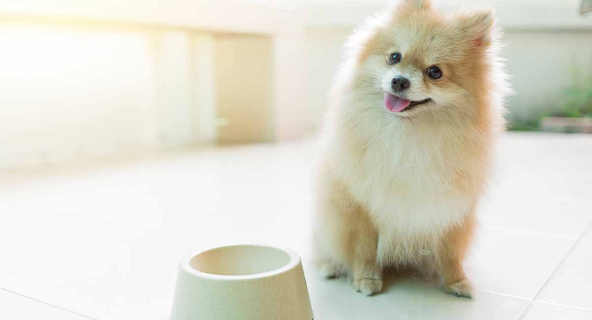 Pomeranian Weight Chart