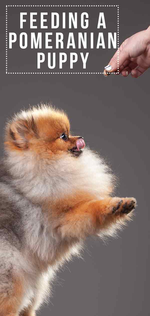 feeding pomeranian puppy