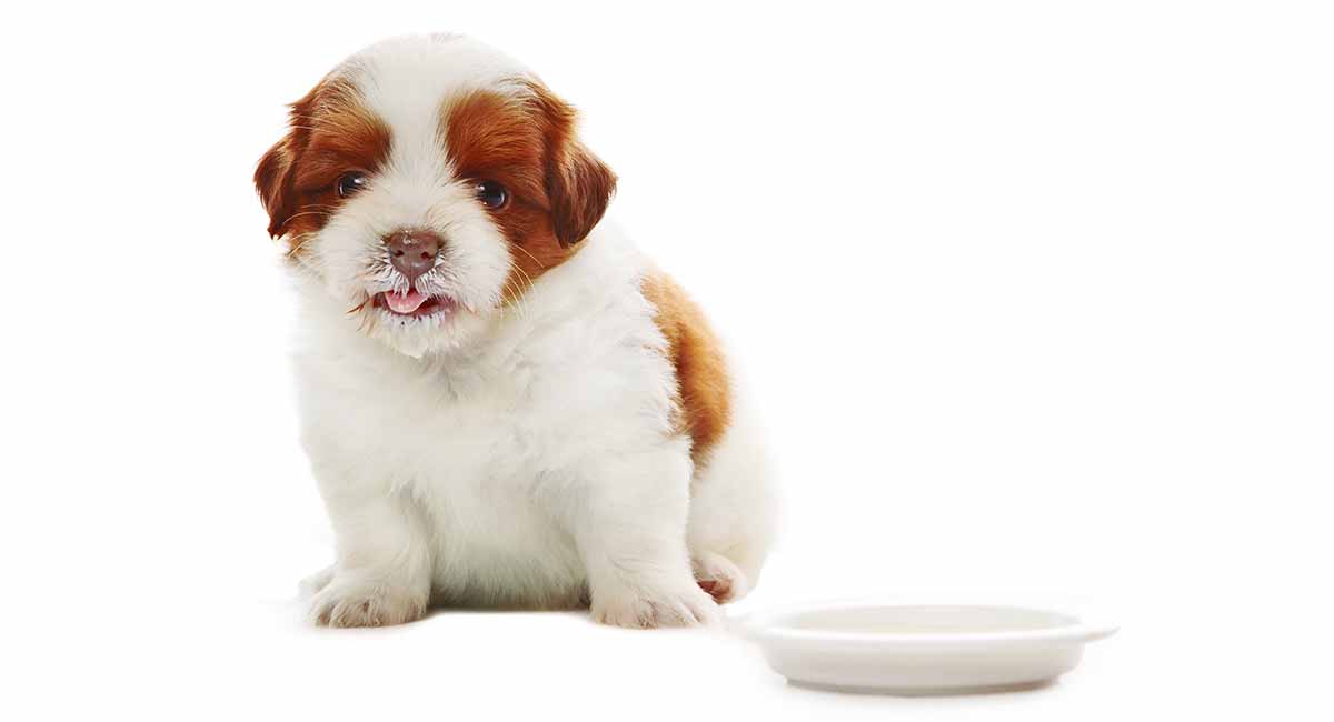 what do maltese shih tzu puppies eat