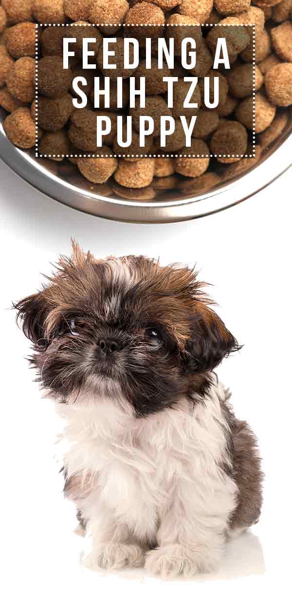 Feeding a Shih Tzu Puppy