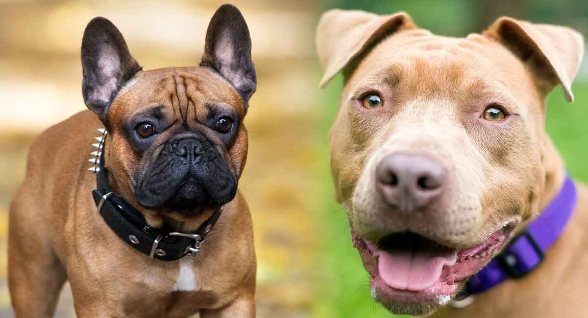 French Bulldog Pitbull Mix A Mixed Breed With Two Very