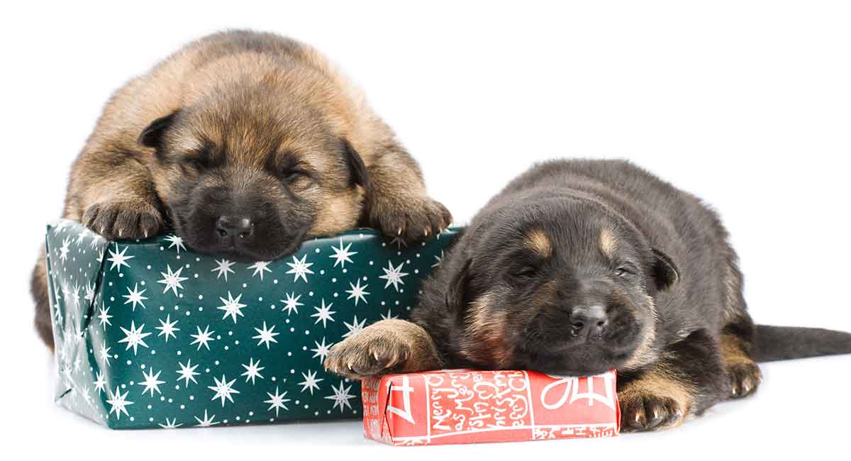 german shepherd gift ideas