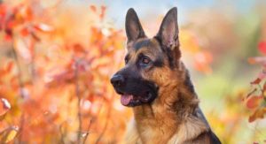 german shepherd temperament