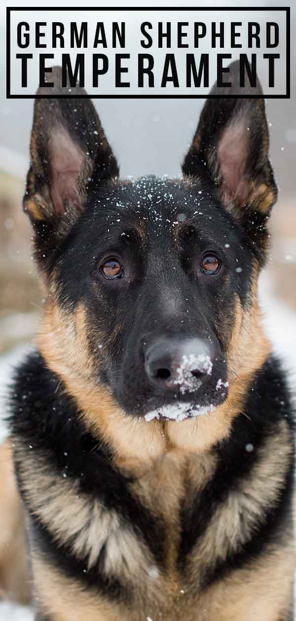 German Shepherd Temperament Traits, Personality and Behaviors