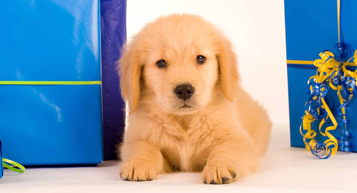 golden retriever gifts for her