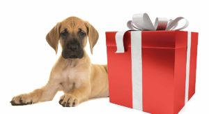 Great Dane gifts