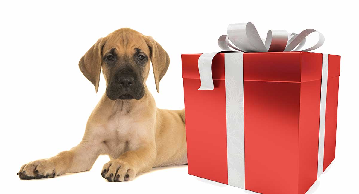 Great Dane Gifts - Ideas For The Great 