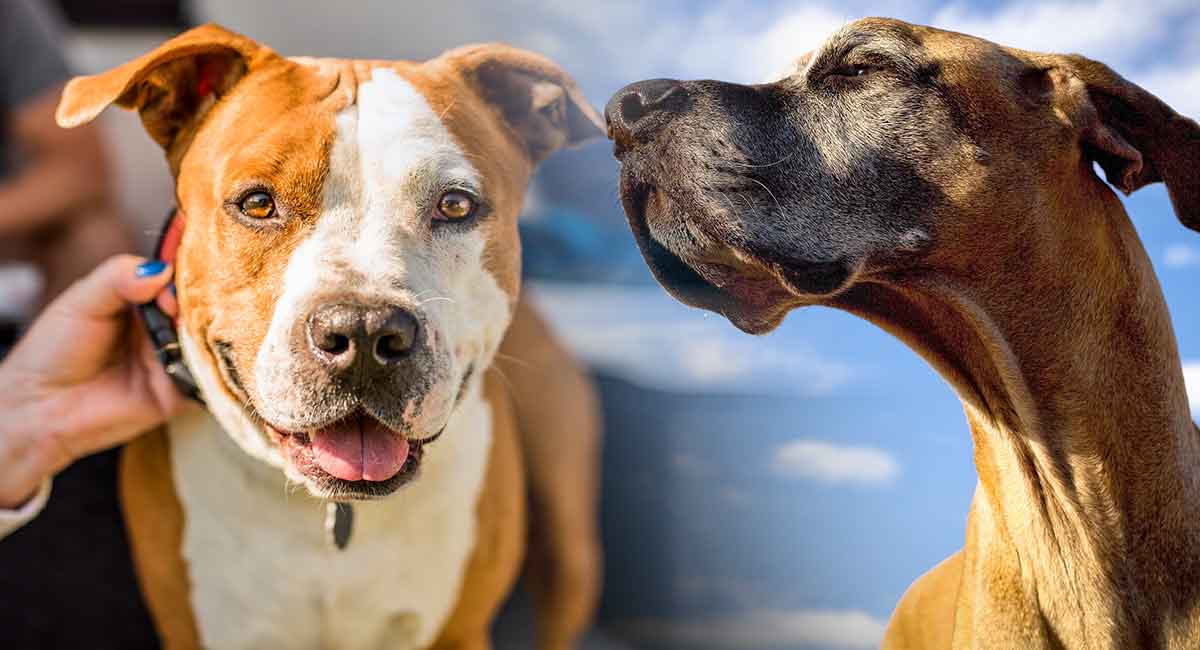 american staffy x great dane